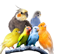 Birds