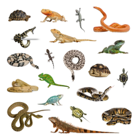 Reptiles