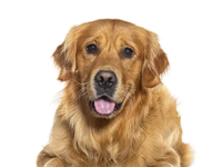 Dogs